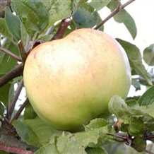 Æbletræ 'Bøghs Citronæble'